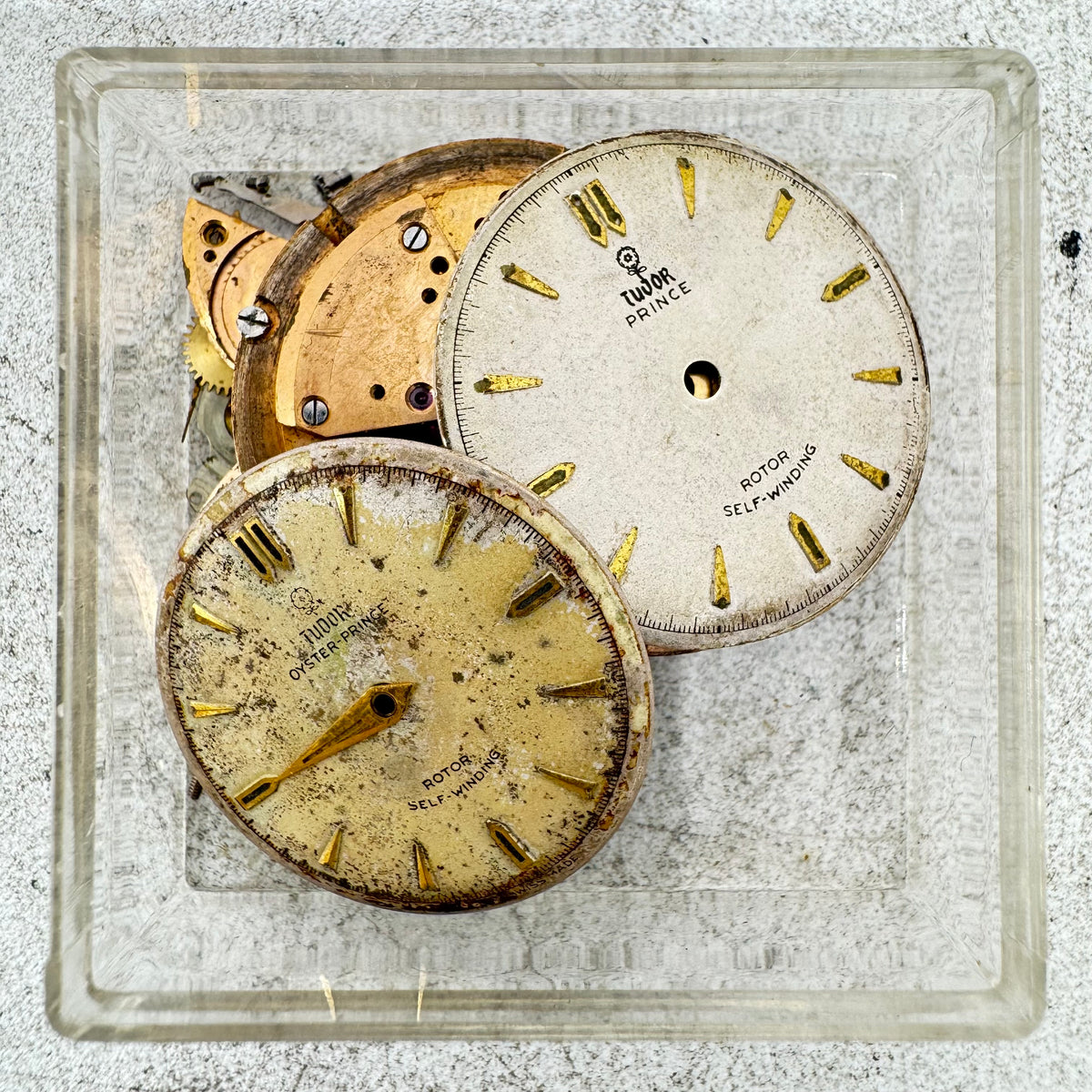 Tudor Prince/Oyster Prince